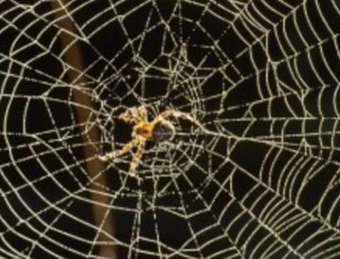 Πως να απαλλαγείς από τις αράχνες